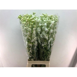 DELPH EN BE AN WHITE