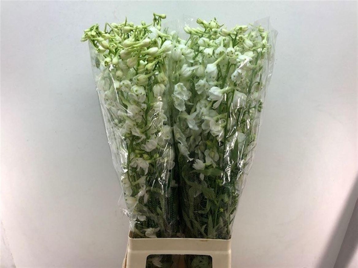 <h4>DELPH EN BE AN WHITE</h4>