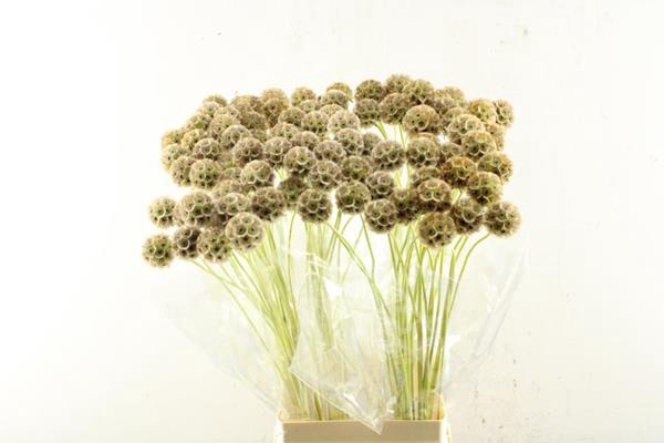<h4>Scabiosa Bitterbal (80cm)</h4>