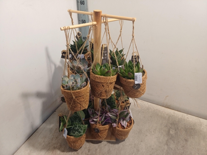 <h4>! PROMO !! ECHEVERIA TOWER</h4>