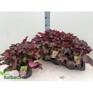 HEUCH MI PALACE PURP