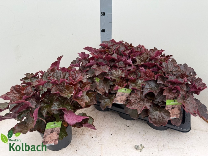<h4>HEUCH MI PALACE PURP</h4>