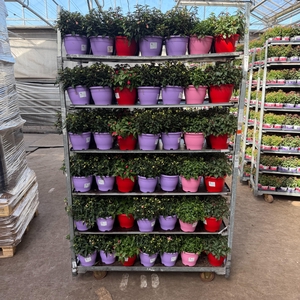 FUCHSIA B F MIXK