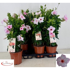 MANDE QOS VEL PAS PI