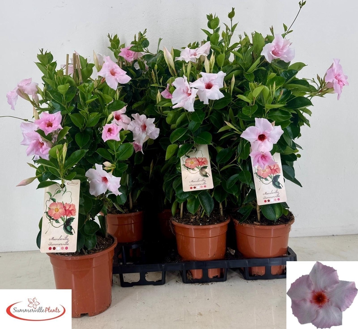 <h4>MANDE QOS VEL PAS PI</h4>