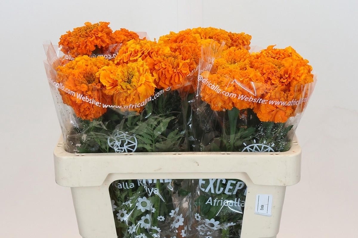 <h4>TAG E PROMISE ORANGE</h4>