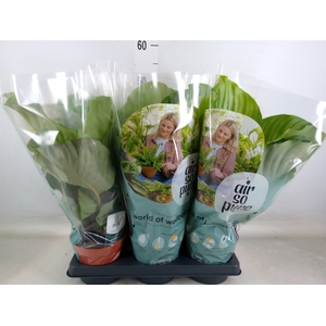 Calathea orbifolia