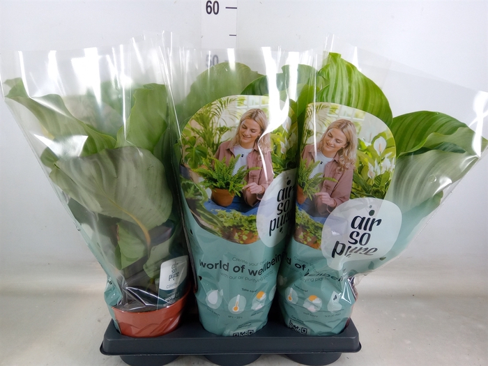 <h4>Calathea orbifolia</h4>