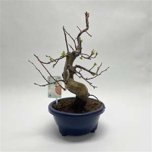 Pseudocydonia Bonsai 22 cm (herkomst: Japan)