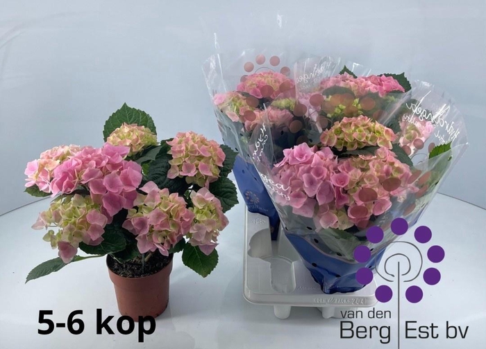 <h4>HYDR M SARENA</h4>