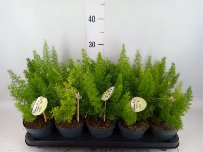 <h4>Asparagus dens. 'Meyers'</h4>