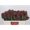 Leucadendron Highlight