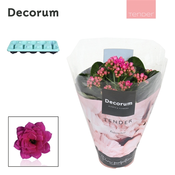 <h4>Kalanchoe blossfeldiana gevuld 'Serenity Softpurple'</h4>