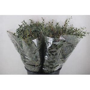 Euca Parvifolia Short 150gr P Bunch