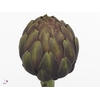 Cynara Sc Opal