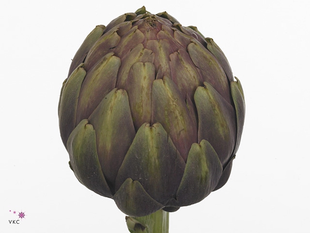 Cynara Sc Opal