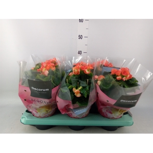 Begonia elat. DU 'Reina'
