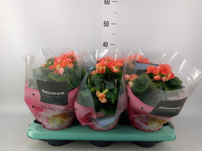 <h4>Begonia elat. DU 'Reina'</h4>