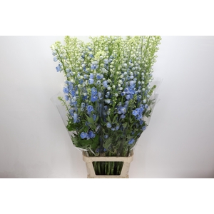 Delph Du Centurion Skyblue