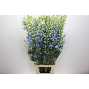 Delph Du Centurion Skyblue