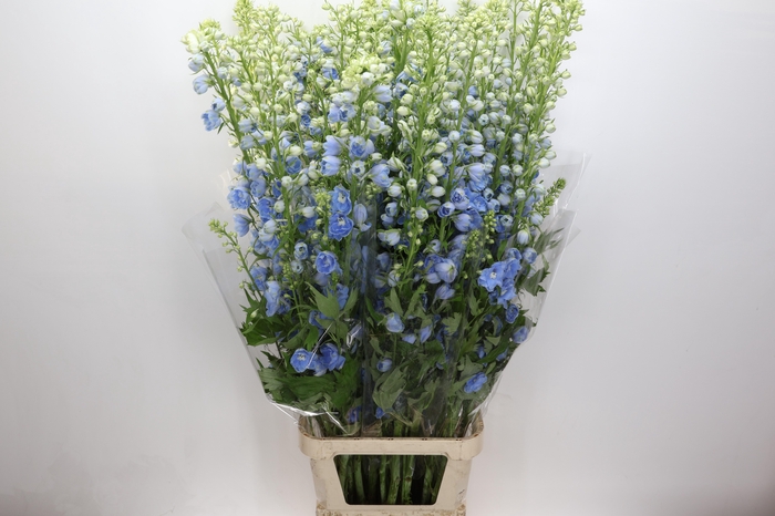 <h4>Delph Du Centurion Skyblue</h4>