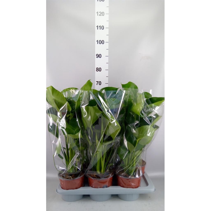 <h4>Monstera delic.</h4>