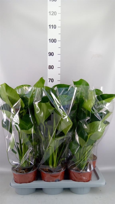 Monstera delic.