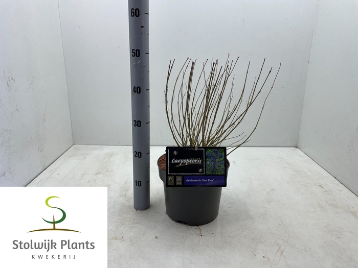 <h4>CARYO CL KEW BLUE</h4>