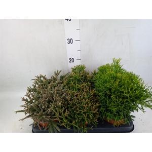 Rhipsalis   ...mix