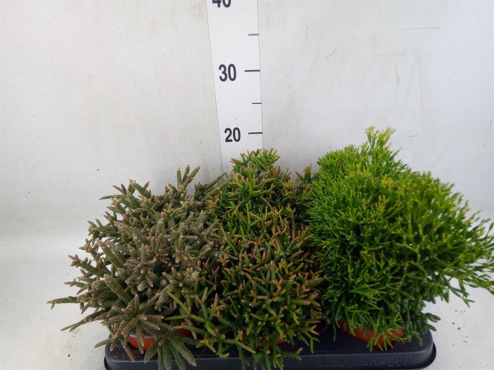 <h4>Rhipsalis   ...mix</h4>