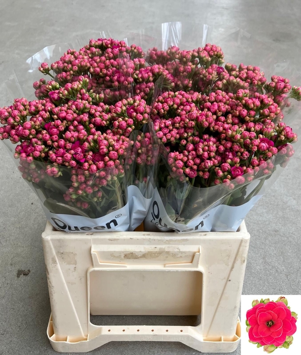 <h4>KAL SENS PINK MEADOW</h4>
