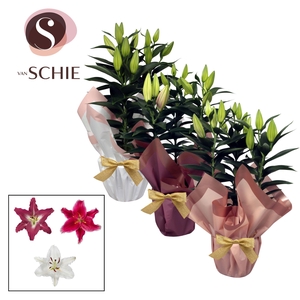 Oriental Mix p17 Rondella BLUSH III