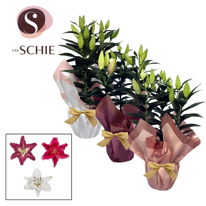 <h4>Oriental Mix p17 Rondella BLUSH III</h4>