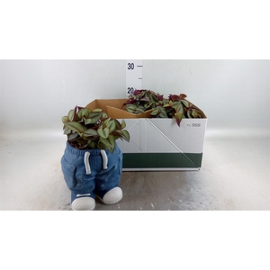 Arr.   Kamerplant Groen L%