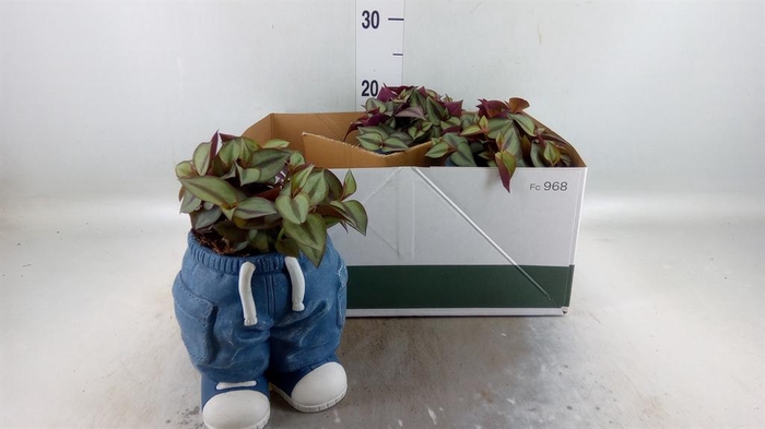 <h4>Arr.   Kamerplant Groen L%</h4>