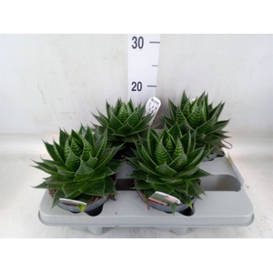 Aloe aristata 'Cosmo'