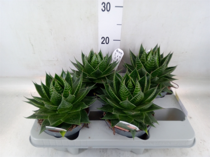 <h4>Aloe aristata 'Cosmo'</h4>