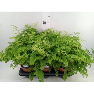 Adiantum raddi. 'Fritz-Luthi'