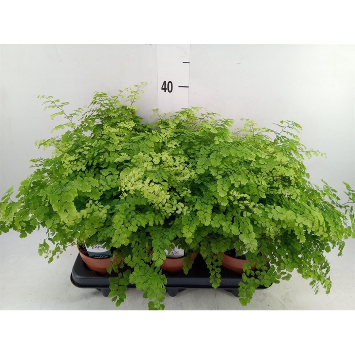 <h4>Adiantum raddi. 'Fritz-Luthi'</h4>