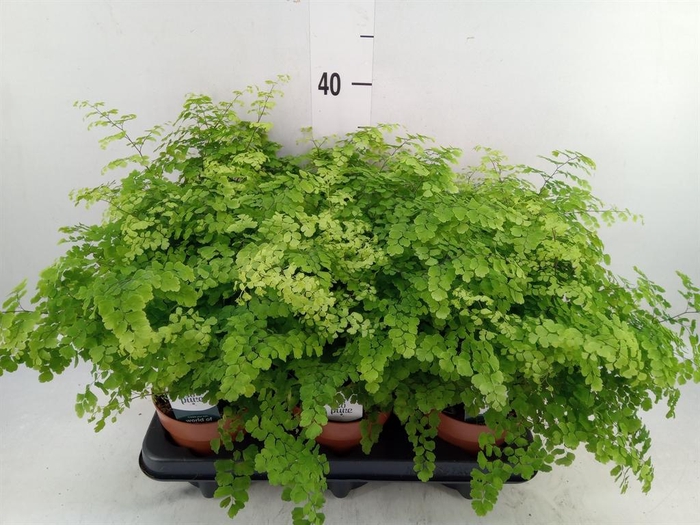 <h4>Adiantum raddi. 'Fritz-Luthi'</h4>