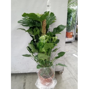 Monstera delic.