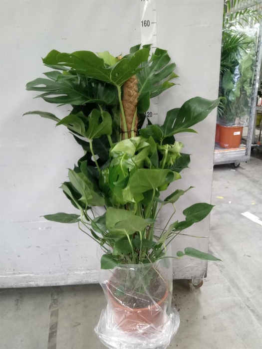 <h4>Monstera delic.</h4>