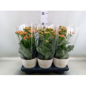 Kalanchoe  'Volcanic Orange'