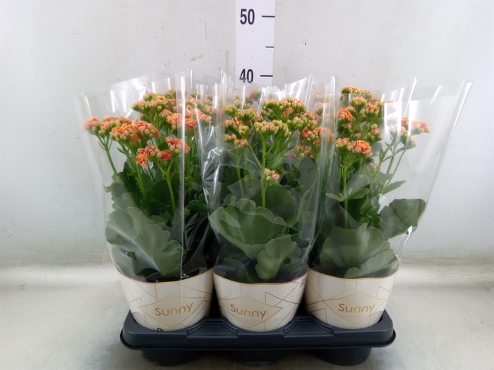 <h4>Kalanchoe  'Volcanic Orange'</h4>