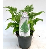 Dryopteris affinis Crispa