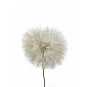 Dandelion White d12x28h