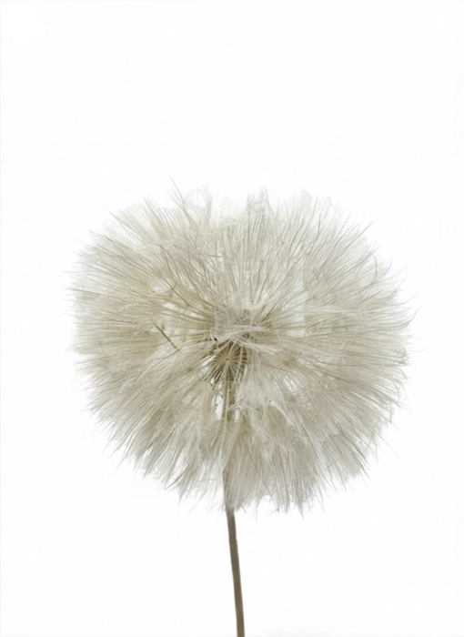 <h4>Dandelion White d12x28h</h4>