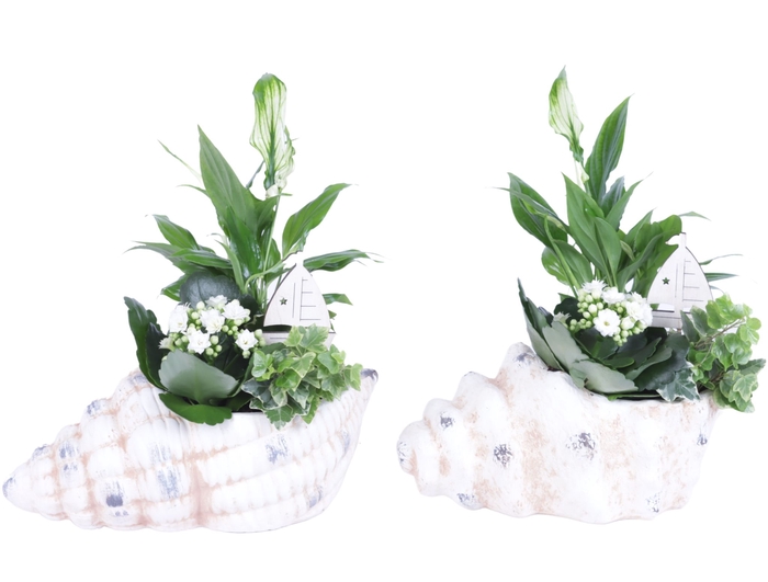 <h4>Opm Maritime Arr. Indoor Ceramic SeaShell Pot Mix</h4>