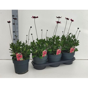 Cosmos atrosanguineus Cherry Chocolate