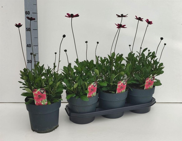 <h4>Cosmos atrosanguineus Cherry Chocolate</h4>